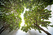 Orange trees viewed from below in a courtyard under bright sunlight in Cordoba, Spain.