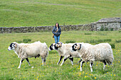 Swaledale sheep in Yorkshire , England