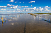 El Vado de los Vaqueros is submerged under floodwaters from the Brazo de la Torre after heavy rain in Andalusia, Spain.