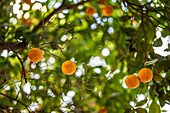 Orange tree bearing ripe fruits in Cordoba surrounded by sunlight and green foliage.