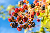 Close-up of a blackberry branch with ripe and unripe fruits against blue sky