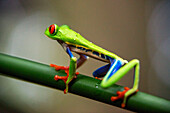 Red eyed tree frog, Agalychnis callidrias curious treefrog in rainforest Costa Rica hiding between green leafs