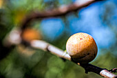 Ripe fruit close-up on a branch, with colorful background and nature details.