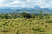 Pineapple farm in Santa Rita, Panama