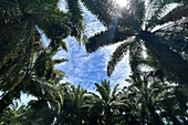 Talasea-Wald, Willaumez-Halbinsel, Papua-Neuguinea