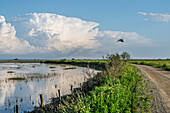 A bird of prey soars through the sky with its catch in its talons, over the Guadalquivir River in Doñana, Andalusia.