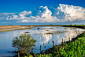 Die jüngsten Regenfälle verwandeln den Brazo de la Torre und das Feuchtgebiet von Doñana in eine lebendige Landschaft, in der sich Wolken und Wasser spiegeln.