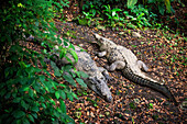 Amerikanisches Krokodil im Tortuguero-Nationalpark. Costa Rica. Morelet's Krokodil, Crocodylus moreletii