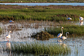Flamingos forage gracefully in the shallow waters of Caño Travieso, surrounded by lush marshland in Doñana, Andalusia at sunset.