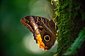 Owl butterfly in the rainforest park at La Fortuna, Costa Rica