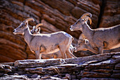 Eine Gruppe männlicher Dickhornschafe in einer Wüstenlandschaft im Zion National Park, Utah