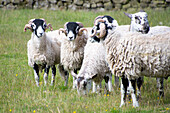 Swaledale sheep in Yorkshire , England