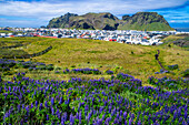 Eldfell-Lavafeld, Stadt Vestmannaeyjar, Heimaey, Westmännerinseln, Südisland oder Suðurland, Island. Lavasand und Blaue Alaska-Lupine (Lupinus nootkatensis)