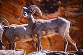 Eine Gruppe männlicher Dickhornschafe in einer Wüstenlandschaft im Zion National Park, Utah
