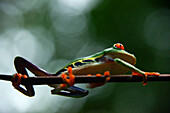 Red eyed tree frog, Agalychnis callidrias curious treefrog in rainforest Costa Rica hiding between green leafs