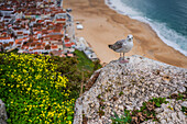Seagull standing on a rock and view of Nazare beach and cityscape from viewpoint