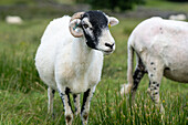 Swaledale sheep in Yorkshire , England