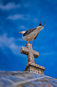 Seagull standing on top of the cross at Memory Hermitage - Ermida da Memoria da Nazare -, also known as the Chapel of Our Lady of Nazare