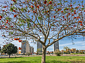 In Seville, the coral tree displays vibrant red flowers, blending nature with the backdrop of modern buildings under a clear sky.