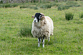 Swaledale sheep in Yorkshire , England