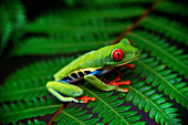 Red eyed tree frog, Agalychnis callidrias curious treefrog in rainforest Costa Rica hiding between green leafs