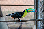 Tukan in Capellanía, Panama