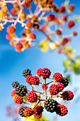 Close-up of a blackberry branch with ripe and unripe fruits against blue sky