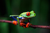 Red eyed tree frog, Agalychnis callidrias curious treefrog in rainforest Costa Rica hiding between green leafs