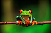 Red eyed tree frog, Agalychnis callidrias curious treefrog in rainforest Costa Rica hiding between green leafs