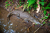 Amerikanisches Krokodil im Tortuguero-Nationalpark. Costa Rica. Morelet's Krokodil, Crocodylus moreletii