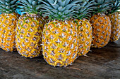 Pineapple farm in Santa Rita, Panama