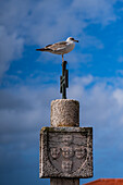 Seagull standing on top of the cross at Memory Hermitage - Ermida da Memoria da Nazare -, also known as the Chapel of Our Lady of Nazare