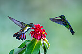 A female Black-throated Mango hummingbird feeding on a costus flower in Colombia. At right is a Steely-vented Hummingbird.