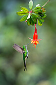 A female Black-tailed Trainbearer hummingbird, Lesbia victoriae, feeding on a fuchsia flower in Ecuador.