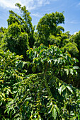 Coffee trees or shrubs growing on a small coffee plantation near Jardin, Colombia. Behind are bamboo plants.