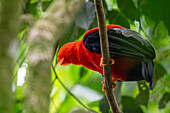 A colorful male Andean Cock-of-the-Rock, Rupicola peruvianus, perched in the forest in Colombia.
