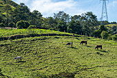 Cattle grazing on a hillside in the highlands of western Colombia, near Manizales.