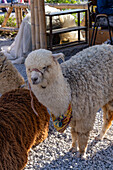 A young alpaca, Lama pacos, at El Alto del Chocho cultural theme park near Marinilla, Colombia.