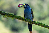 A Gray-breasted Mountain Toucan eating a grape at a feeder in the highlands of Colombia.