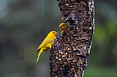 Two Saffron Finches, Sicalis flaveola, eating seeds at a feeder in Colombia.