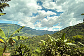 Small, family coffee & banana farms or plantations on the hillsides near Jardin, Colombia. Coffee growers often grow bananas as well to give them year-round income.