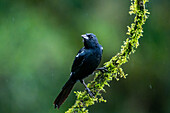 A male White-lined Tanager, Tachyphonus rufus, perched on a branch in the rain in western Colombia.