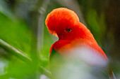 A colorful male Andean Cock-of-the-Rock, Rupicola peruvianus, perched in the forest in Colombia.