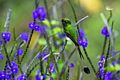 A male White-booted Racket-tail, Ocreatus underwoodii, perched on a Porterweed in Colombia.
