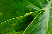 A Greater Hatchet-faced Treefrog, Sphaenorhynchus lacteus, asleep on a leaf in Yasuni National Park, Ecuador.