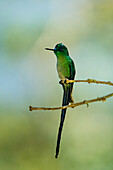 A male Long-tailed Sylph hummingbird, Aglaiocercus kingii, perched on a branch in Colombia.