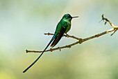 A male Long-tailed Sylph hummingbird, Aglaiocercus kingii, perched on a branch in Colombia.