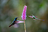 A male Black-throated Mango & a male White-booted Racket-tail compete for feeding space in Colombia.