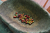 Coffee cherries in an antique stone mortar for crushing manually as part of a tour of a coffee farm in Colombia. Prior to 1850, coffee beans were depulped by hand or by mortar and pestle.