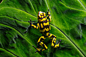 The Anchicaya Poison Dart Frog, Oophaga anchicayensis, an endangered species from Colombia.